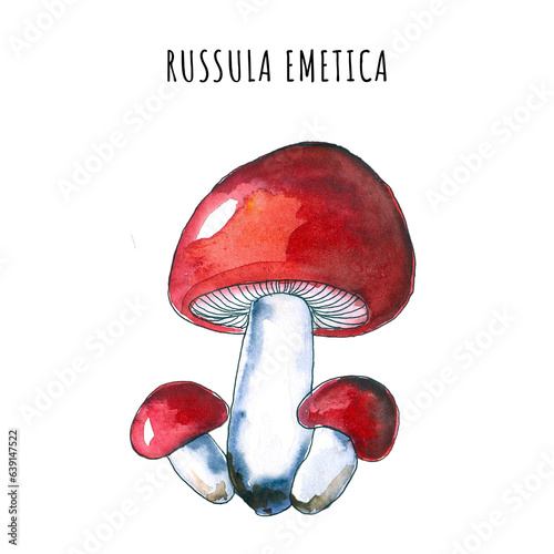 Watercolor mushroom illustration , isolate on white background ,hand draw sketch for different design uses like a biology book, posters , cards infographic and other uses.