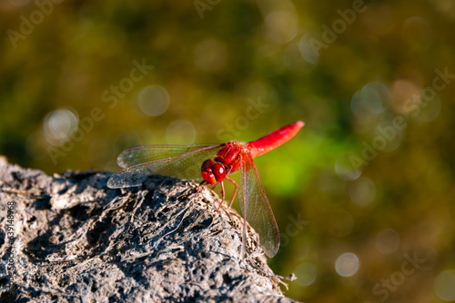 Scarlet rock glider or Kirby's dropwing, orange-winged dropwing (Trithemis kirbyi) is a species of dragonfly in the family Libellulidae. Macro close up of colorful bright red insect in Sardinia, Italy
