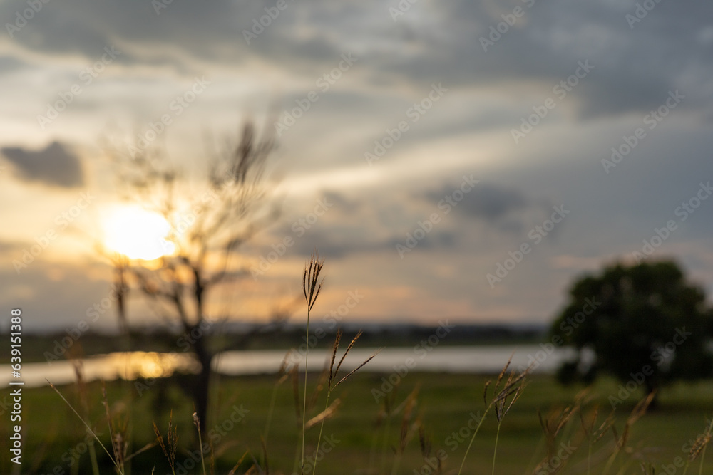 Obraz premium The blurred background of the tops of the grass was the setting sun.