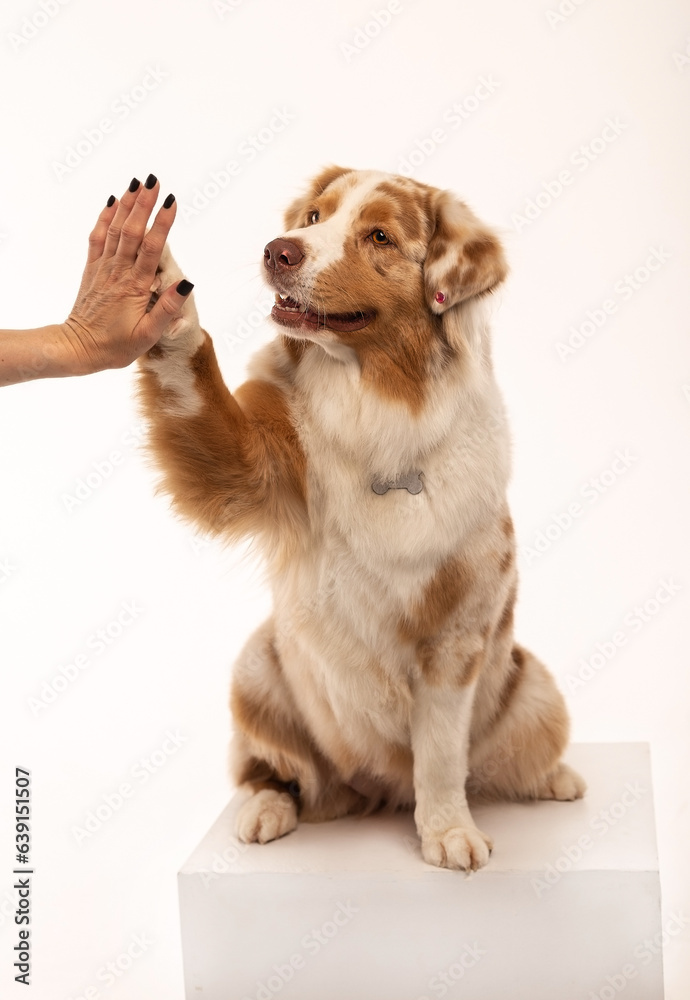 Australian Shepherd poses for an advertisement in the studio. A dog's paw in a man's hand. Australian Shepherd poses for an advertisement in the studio. A dog's paw in a man's hand.