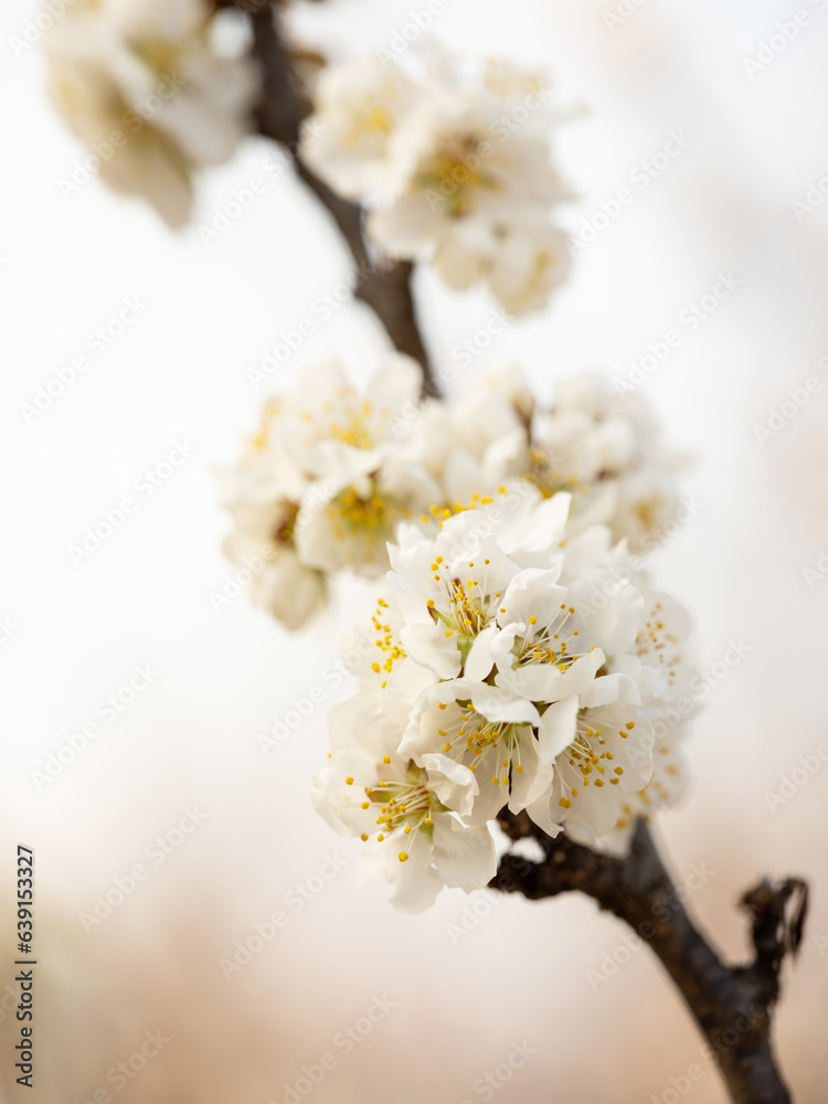 white cherry blossom