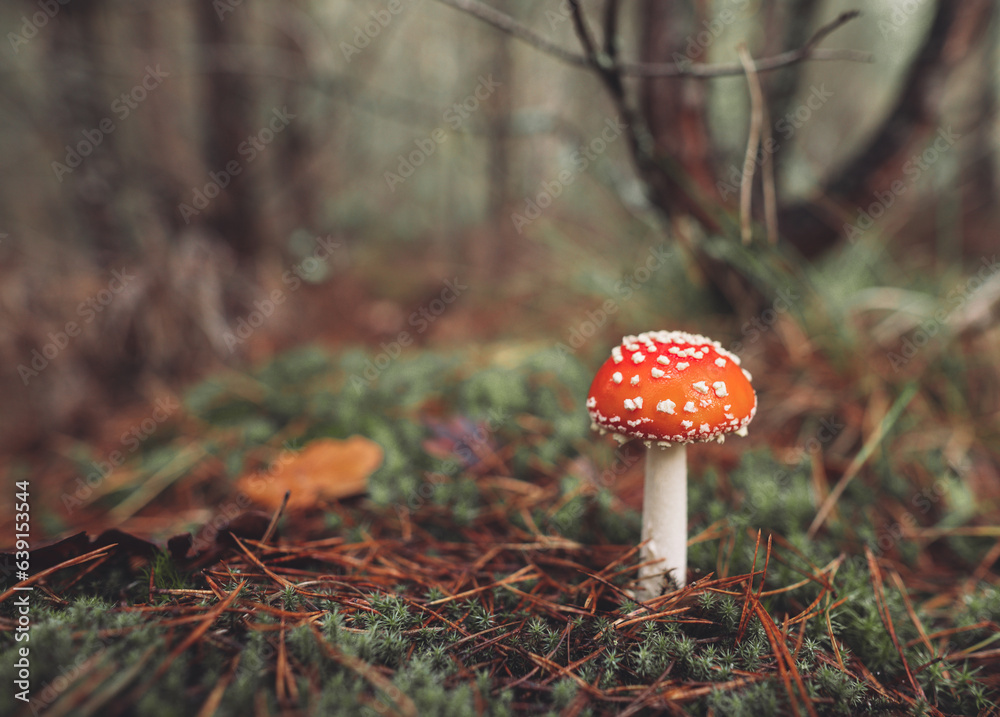 a beautiful red spotted amanita mushroom grows in the autumn forest. a beautiful red spotted amanita mushroom grows in the autumn forest.