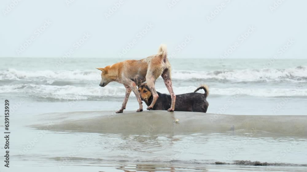 Close up of two dogs running and playing on the kuakata beach, Bangladesh. slow motion Close up of two dogs running and playing on the kuakata beach, Bangladesh. slow motion