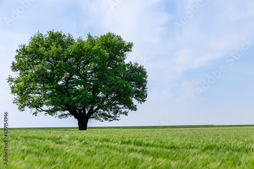 one oak with green foliage in the summer field