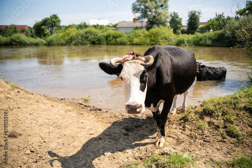 cows bathe in the river near the village in hot summer © Tsyb Oleh