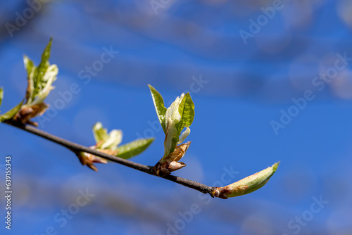 the branches of the bird cherry tree in the spring season