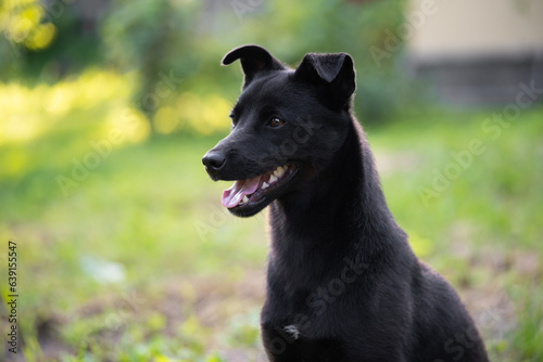 portrait of a beautiful young black dog with a blurred background