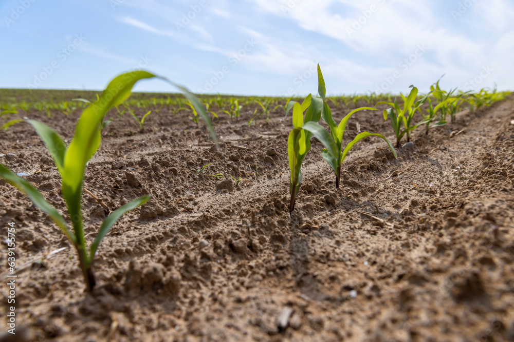 green corn sprouts in the spring season, an agricultural field green corn sprouts in the spring season, an agricultural field