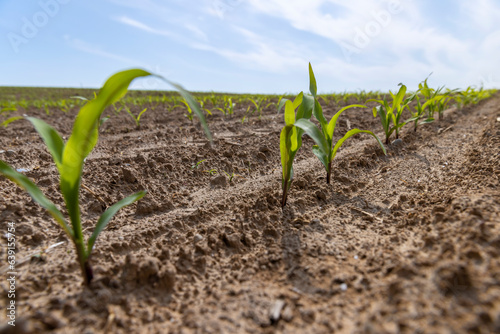 green corn sprouts in the spring season, an agricultural field