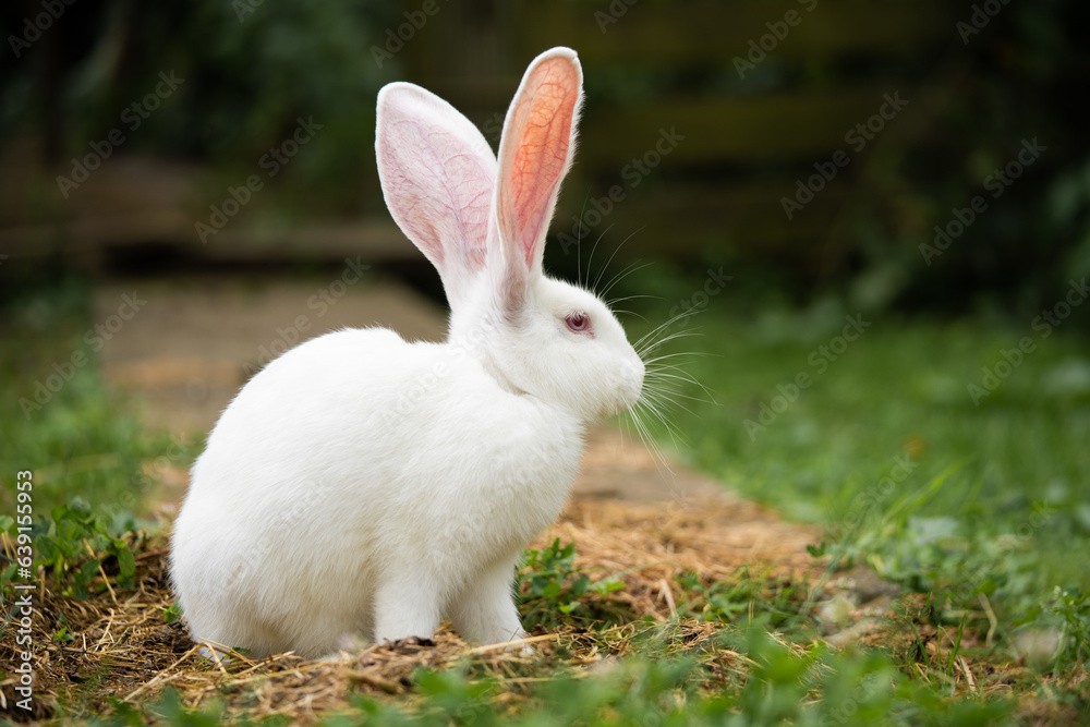 a beautiful white domestic rabbit is grazing and walking outdoors a beautiful white domestic rabbit is grazing and walking outdoors