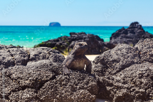 The marine iguana (Amblyrhynchus cristatus), also known as the sea iguana, is a species of black iguana found only on the Galápagos Islands (Ecuador) photo