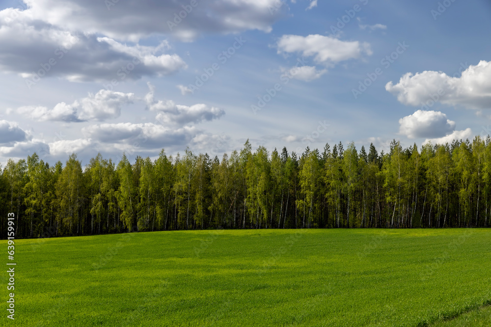 a field with green cereals in the spring season