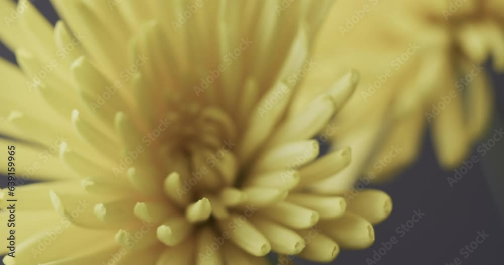 Micro video close up of yellow flower with copy space Micro video close up of yellow flower with copy space