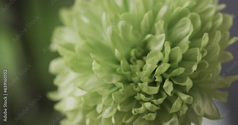 Micro video close up of green flower with copy space on grey background Micro video close up of green flower with copy space on grey background
