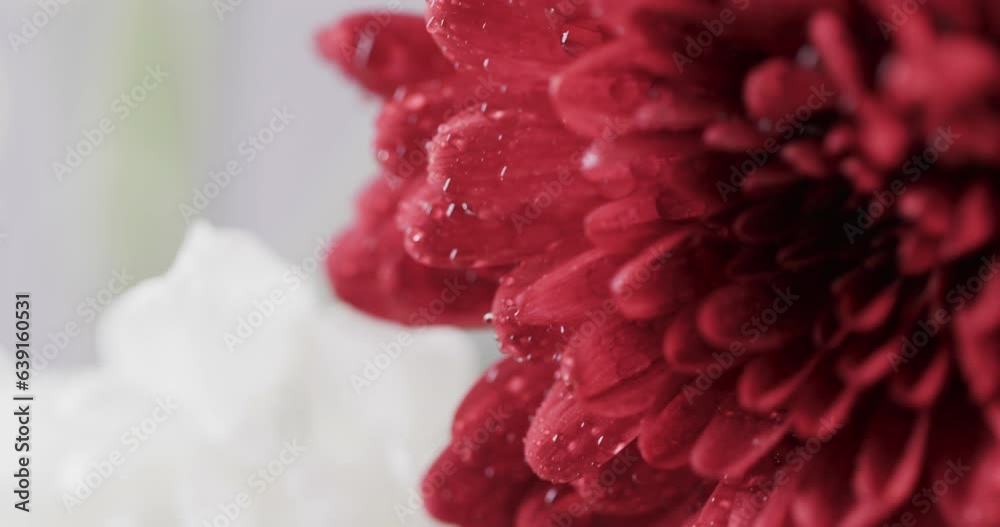 Micro video close up of red flower with copy space on white background Micro video close up of red flower with copy space on white background