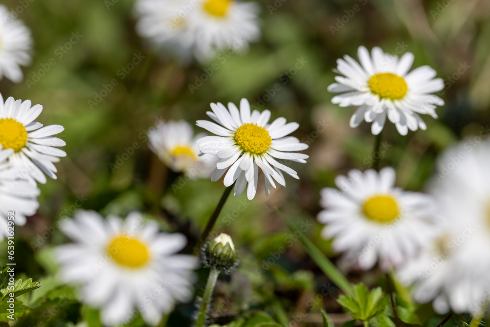 beautiful spring daisies in the green grass beautiful spring daisies in the green grass