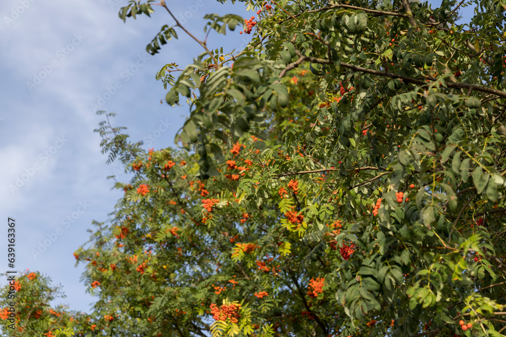 Red rowan berries in the summer