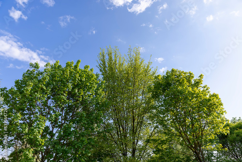 green foliage of maple trees in the spring season