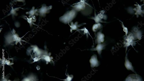 Larvae of sea spider Phoxichilidium femoratum under microscope, order Pantopoda. Protonymphon stage. After hatching, they parasitize Anthoathecata. White sea photo