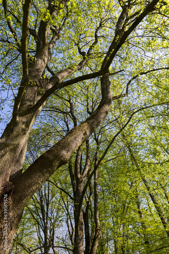 maple trees blooming in spring , close up