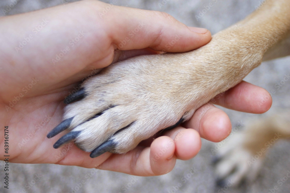 Dog's paw on woman's hand