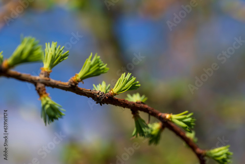 European larch during the appearance of the first needles in spring © rsooll