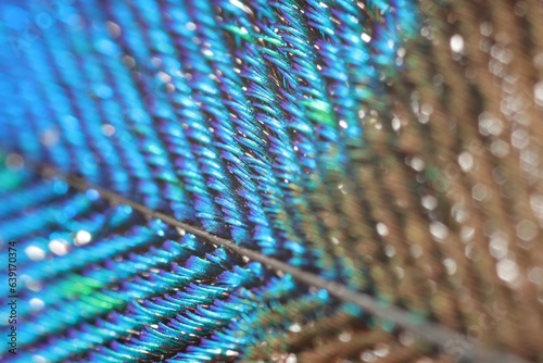 Texture of beautiful peacock feather as background, macro view