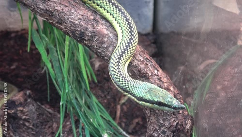 Baron's green racer Philodryas baroni tree snake photo