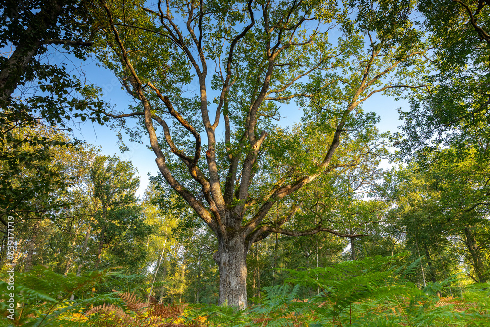 Naklejka premium Grand chêne au milieu de la forêt