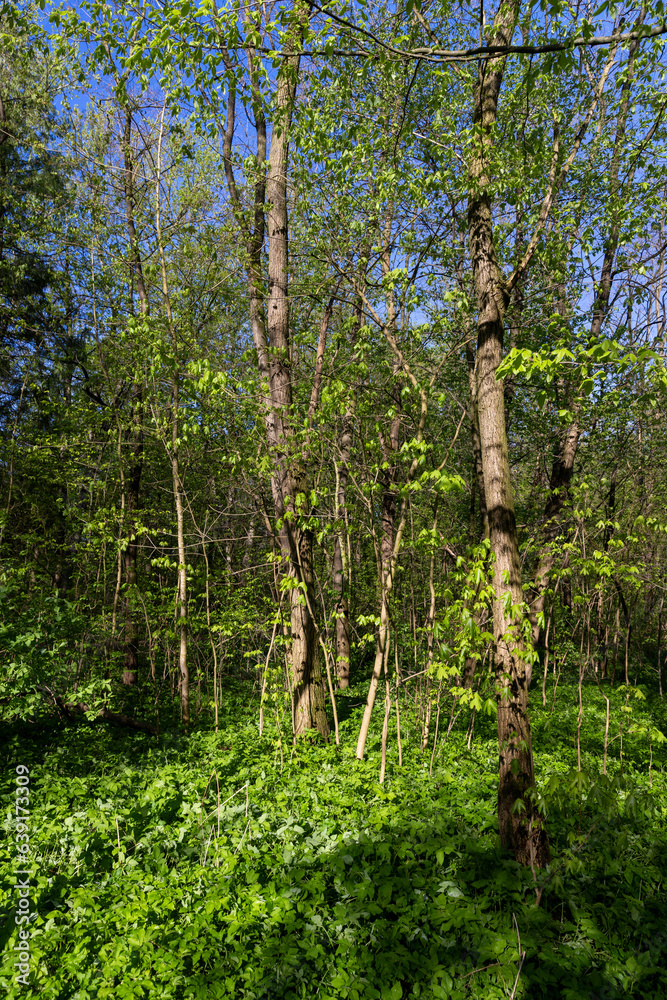Fototapeta premium deciduous trees in a mixed forest in the spring season