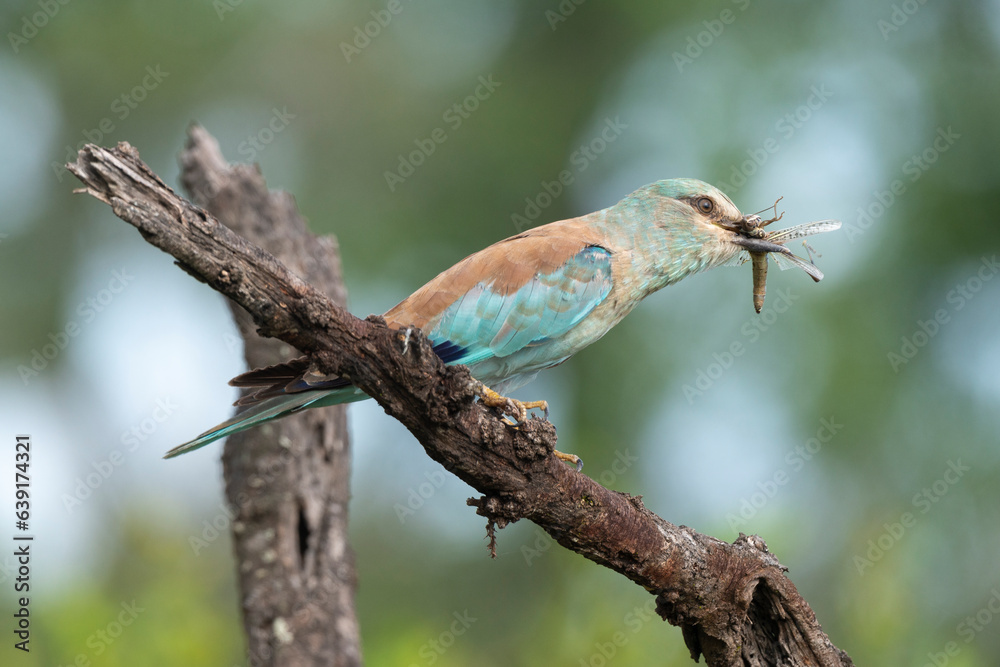 Rollier d'Europe,.Coracias garrulus, European Roller Rollier d'Europe,.Coracias garrulus, European Roller