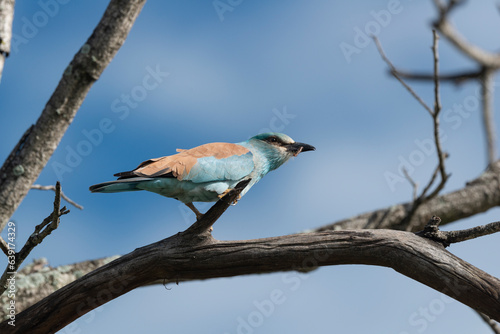 Rollier d'Europe,.Coracias garrulus, European Roller photo