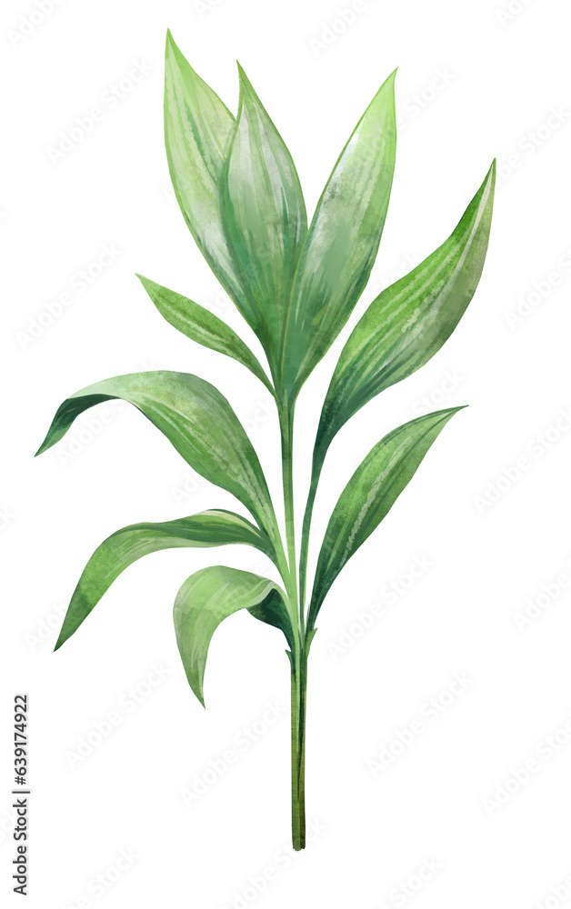 Fototapeta premium Green and alpinia palm leaf. Tropical plants. Watercolor botany.