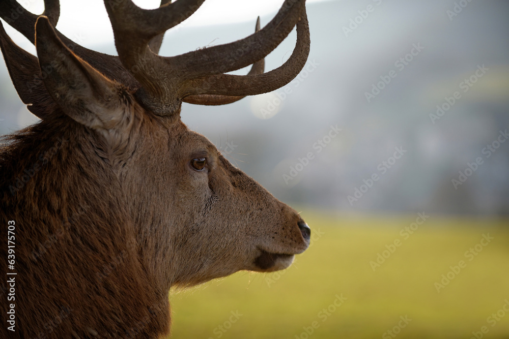 Fototapeta premium Cerf en gros plan