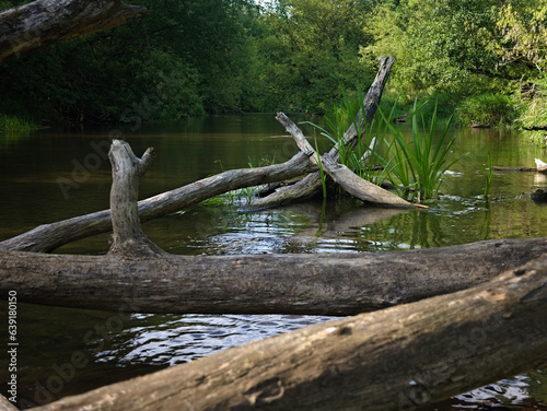 Fallen tree and logs in the swider river 1