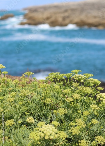 sea and crithmum maritimum plants on rocks photo