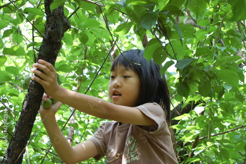Plum picking girl （梅もぎをする少女）