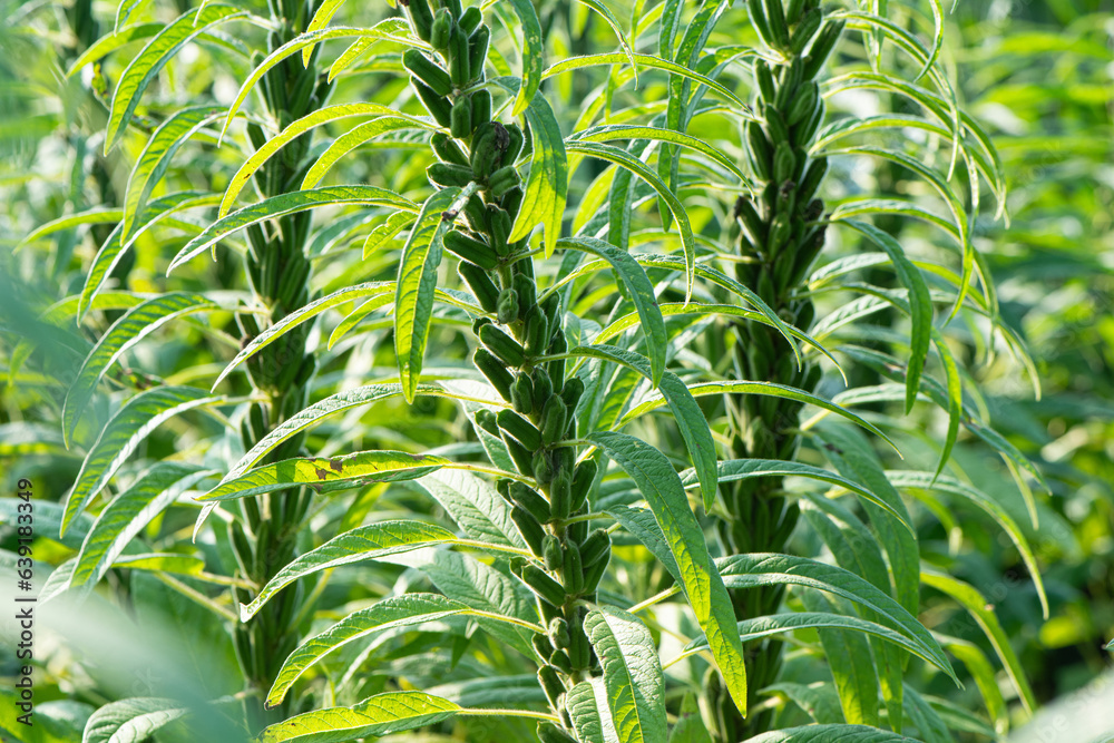 Fototapeta premium Sesame seed plants crop in the field