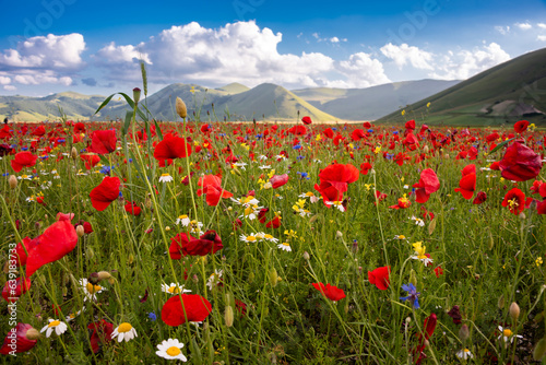 Fotografie, Obraz Wild flowers in a summer meadow in mountain valley