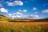 Wild flowers in a summer meadow and beautiful sky