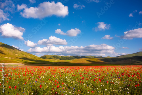 Wild flowers in a summer meadow and beautiful sky