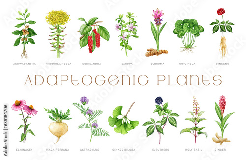 Fotografia Medicinal adaptogenic plants and herbs painted set