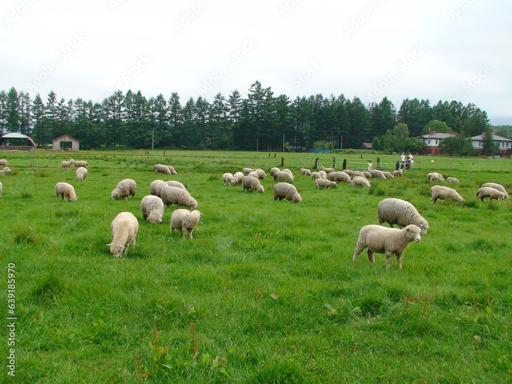 sheep in the field (羊牧場)
