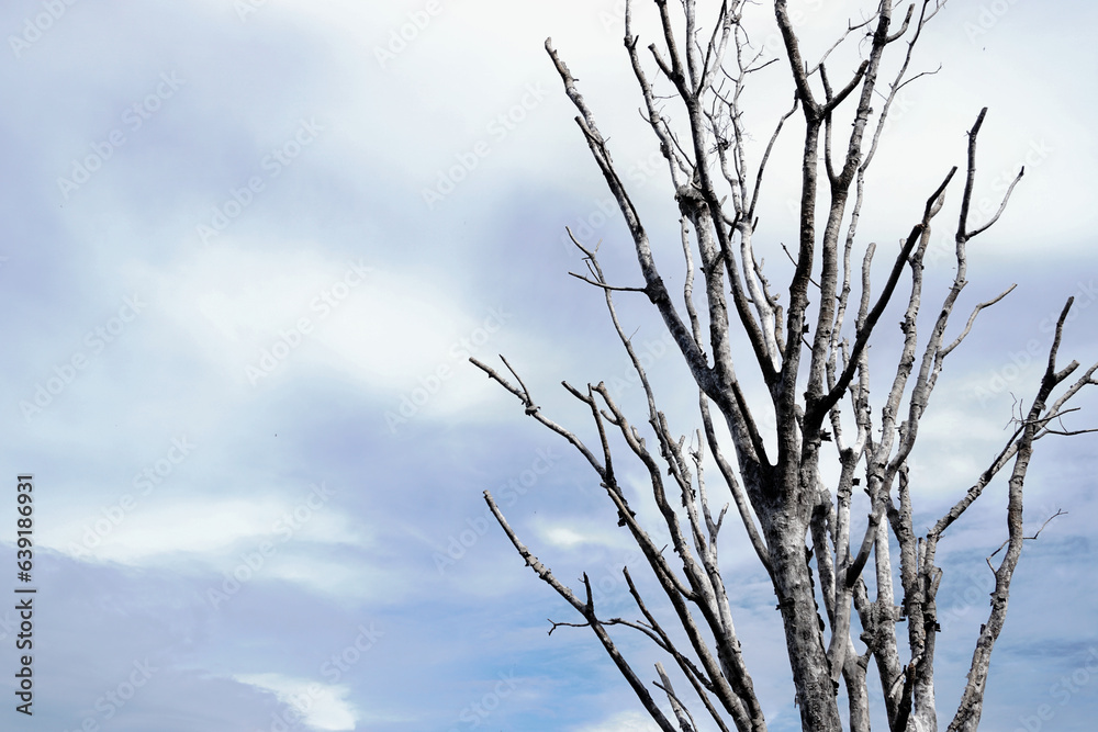 Leafless tree with clouds sky background, Nature background Leafless tree with clouds sky background, Nature background