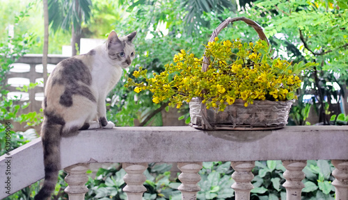 Cat portrait with cassia flower in basket photo