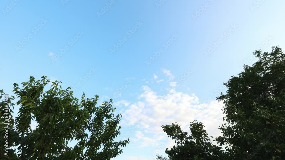 Low angle shot of tree branches with white cloud movement in the background in timelapse from evening to night time. Low angle shot of tree branches with white cloud movement in the background in timelapse from evening to night time.