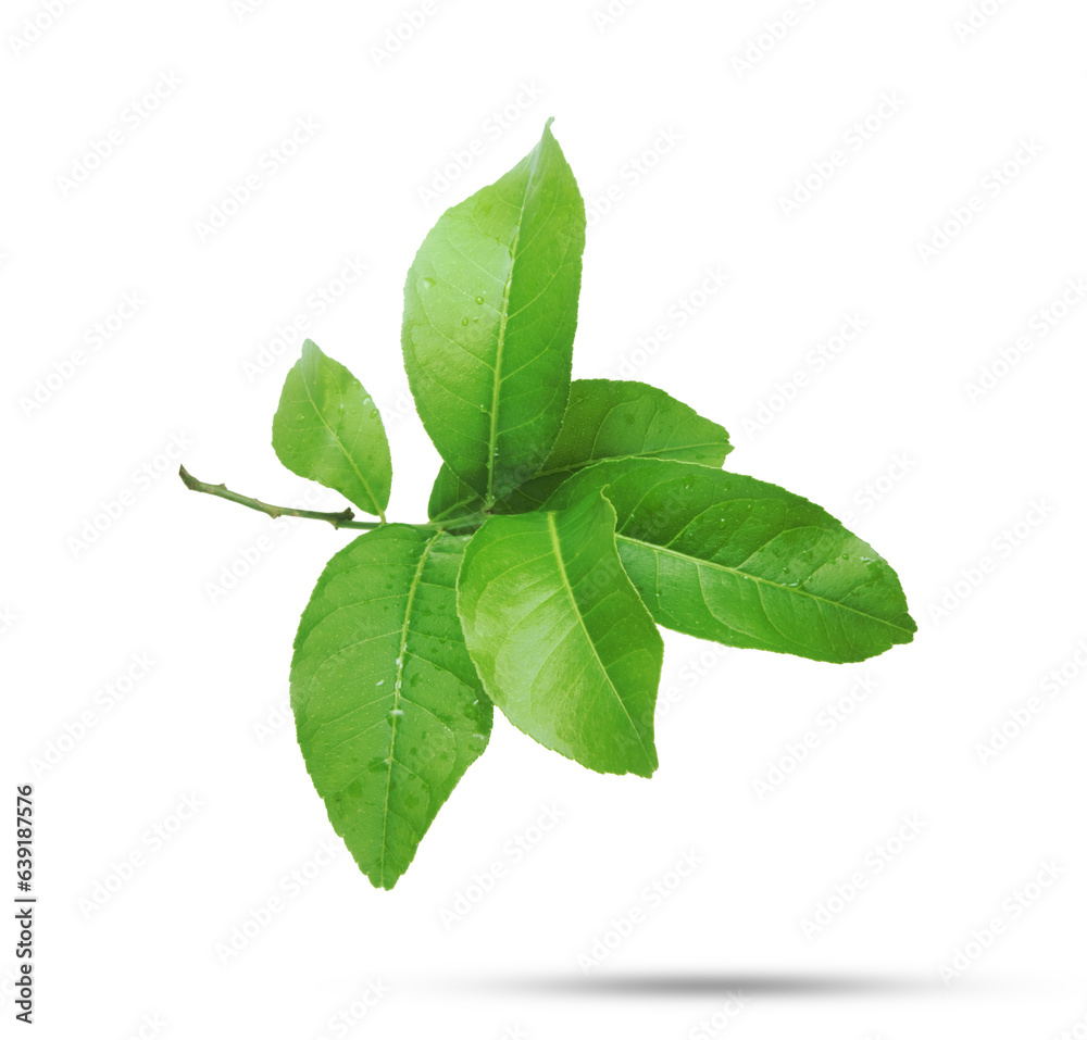 Lemon leaf isolated on transparent background. Lemon leaf isolated on transparent background.