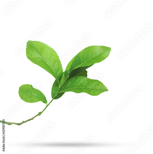 Branch of Lemon isolated on transparent background.