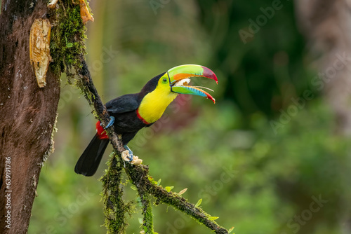The chestnut-jawed toucan or Swainson's toucan is a subspecies of the yellow-throated toucan that breeds from eastern Honduras to northern Colombia and western Ecuador. photo