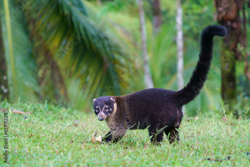 White-nosed coati (Nasua narica) in the wild photo